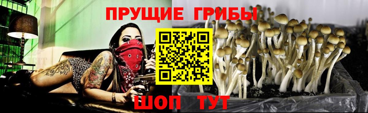 Псилоцибиновые грибы Cubensis Звенигород